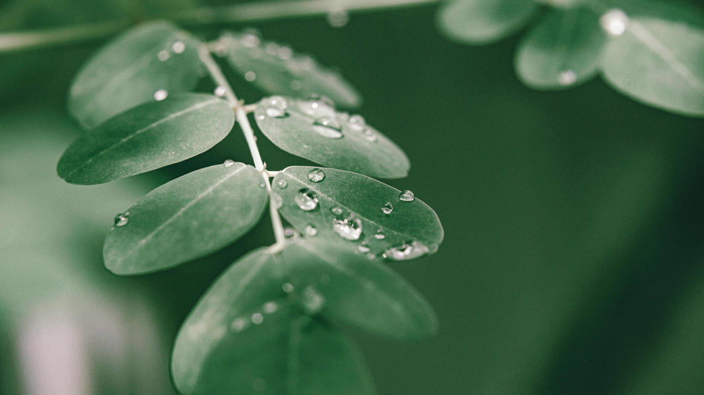 Moringa powder